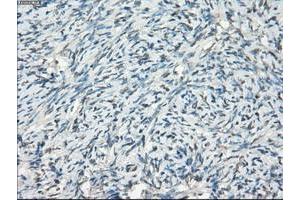 Image no. 3 for anti-Fc gamma RII (CD32) antibody (ABIN1497256) (Fc gamma RII (CD32) 抗体)