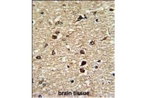Formalin-fixed and paraffin-embedded human brain tissue reacted with XPO1 Antibody (C-term), which was peroxidase-conjugated to the secondary antibody, followed by DAB staining. (XPO1 抗体  (C-Term))