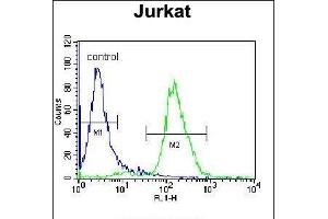 JAZF1 Antibody (N-term) (ABIN655639 and ABIN2845117) flow cytometric analysis of Jurkat cells (right histogram) compared to a negative control cell (left histogram). (JAZF1 抗体  (N-Term))