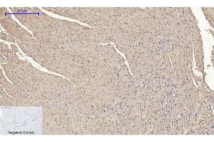 Immunohistochemical analysis of paraffin-embedded mouse heart tissue.