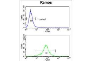 Flow cytometry analysis of Ramos cells (bottom histogram) compared to a negative control cell (top histogram). (PGLS 抗体  (C-Term))
