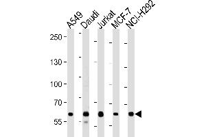 Western blot analysis in A549,Daudi,Jurkat,MCF-7,NCI-H292 cell line lysates (35ug/lane). (FOXP1 抗体  (C-Term))