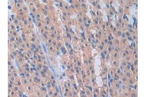 Detection of PANX1 in Rat Stomach Tissue using Polyclonal Antibody to Pannexin 1 (PANX1) (PANX1 抗体  (AA 77-260))