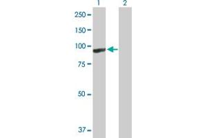 Western Blot analysis of ARHGEF6 expression in transfected 293T cell line by ARHGEF6 MaxPab polyclonal antibody. (ARHGEF6 抗体  (AA 1-776))