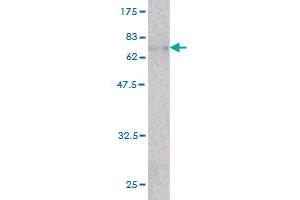 Western Blot detection against Immunogen (66. (beta Actin 抗体  (AA 1-375))
