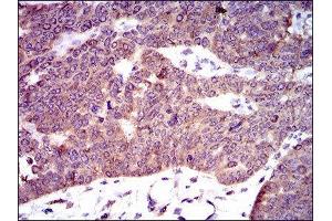 Immunohistochemistry (IHC) image for anti-phosphodiesterase 1B, Calmodulin-Dependent (PDE1B) (AA 370-536) antibody (ABIN1845414) (PDE1B 抗体  (AA 370-536))