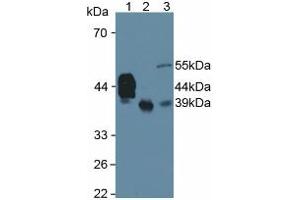 Western blot analysis of (1) Human Serum, (2) Human Liver Tissue and (3) Rat Testis Tissue. (HPR 抗体  (AA 102-347))