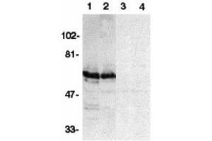 Western Blotting (WB) image for anti-BCL2-Associated Athanogene 4 (BAG4) (N-Term) antibody (ABIN1031581) (BAG4 抗体  (N-Term))
