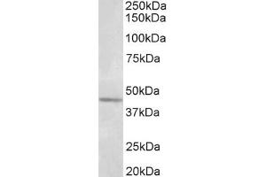 Image no. 1 for anti-Synaptotagmin V (SYT5) (AA 80-93) antibody (ABIN1104573) (Synaptotagmin V 抗体  (AA 80-93))