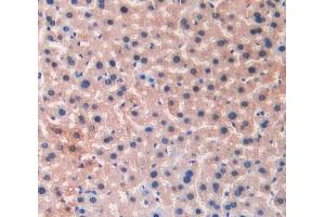 IHC-P analysis of liver tissue, with DAB staining. (LIFR 抗体  (AA 151-290))