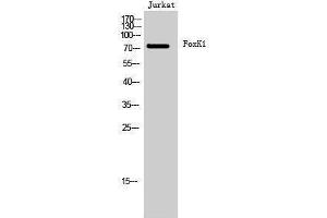 Western Blotting (WB) image for anti-Forkhead Box K1 (Foxk1) (C-Term) antibody (ABIN3175126) (Foxk1 抗体  (C-Term))