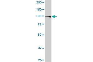 Western Blotting (WB) image for anti-Extended Synaptotagmin 2 (ESYT2) (AA 1-358) antibody (ABIN949535)