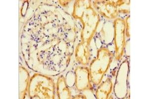 Immunohistochemistry of paraffin-embedded human kidney tissue using ABIN7167749 at dilution of 1:100 (RTN4RL1 抗体  (AA 201-420))