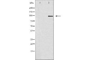 Western blot analysis of extracts from RAW264. (GRID1 抗体  (Internal Region))