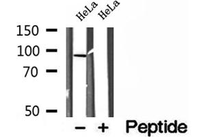 Western blot analysis of extracts of HeLa cells, using LMOD1 antibody. (Leiomodin 1 抗体  (C-Term))