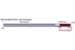 Image no. 2 for anti-Syntaxin Binding Protein 5 (Tomosyn) (STXBP5) (AA 910-1105) antibody (ABIN968460) (STXBP5 抗体  (AA 910-1105))