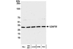 Western Blotting (WB) image for anti-U2 Small Nuclear RNA Auxiliary Factor 1 (U2AF1) (AA 140-190) antibody (ABIN7453889) (U2AF1 抗体  (AA 140-190))