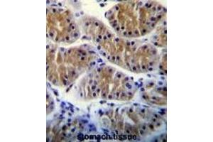 ANKRD5 Antibody (C-term) immunohistochemistry analysis in formalin fixed and paraffin embedded human stomach tissue followed by peroxidase conjugation of the secondary antibody and DAB staining. (ANKRD5 抗体  (C-Term))
