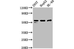 Western Blot Positive WB detected in: 293T whole cell lysate, HepG2 whole cell lysate, HL60 whole cell lysate All lanes: PACSIN2 antibody at 2. (PACSIN2 抗体  (AA 240-410))
