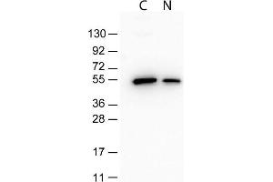 Western Blot-Monoclonal Antibody to detect conjugated proteins Monoclonal Antibody to detect conjugated proteins detects both C terminal linked and N terminal linked tagged recombinant proteins by western blot.