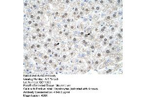 Mouse Liver (NR1I3 抗体  (C-Term))