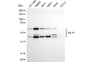 anti-Poly(A) Binding Protein Interacting Protein 1 (PAIP1) antibody