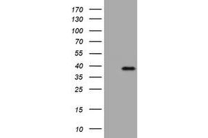 Image no. 1 for anti-Kallikrein 8 (KLK8) (AA 33-260) antibody (ABIN1491427) (Kallikrein 8 抗体  (AA 33-260))