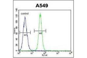 Flow cytometric analysis of A549 cells using FBXO24 Antibody  (right histogram) compared to a negative control cell (left histogram). (FBXO24 抗体  (Middle Region))