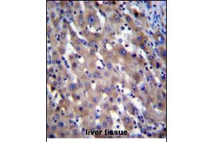 RPGR Antibody (C-term) (ABIN656160 and ABIN2845491) immunohistochemistry analysis in formalin fixed and paraffin embedded human liver tissue followed by peroxidase conjugation of the secondary antibody and DAB staining.