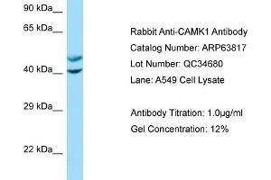 Western Blotting (WB) image for anti-Calcium/calmodulin-Dependent Protein Kinase I (CAMK1) (N-Term) antibody (ABIN970275) (CAMK1 抗体  (N-Term))