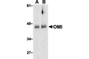 Western Blotting (WB) image for anti-HtrA Serine Peptidase 2 (HTRA2) (C-Term) antibody (ABIN1030560) (HTRA2 抗体  (C-Term))
