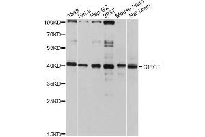 Western blot analysis of extracts of various cell lines, using GIPC1 antibody. (GIPC1 抗体)