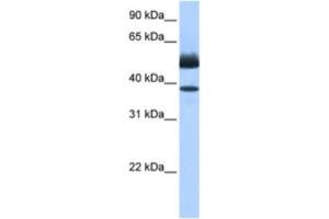 Western Blotting (WB) image for anti-Lipase, Family Member J (LIPJ) antibody (ABIN2463470) (LIPJ 抗体)