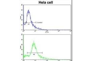 Flow cytometric analysis of hela cells using PDRG Antibody (N-term)(bottom histogram) compared to a negative control cell (top histogram). (PDRG1 抗体  (N-Term))