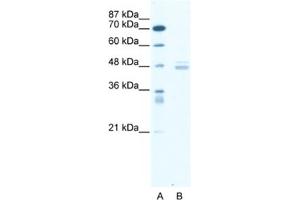 Western Blotting (WB) image for anti-LIM Domain Binding 1 (LDB1) antibody (ABIN2461588) (LIM Domain Binding 1 Protein 抗体)