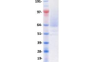 Western Blotting (WB) image for Podocalyxin-Like (PODXL) (Transcript Variant 2) protein (DYKDDDDK-His Tag) (ABIN2729275)