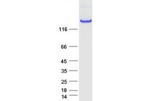 Western Blotting (WB) image for Contactin Associated Protein-Like 2 (CNTNAP2) protein (Myc-DYKDDDDK Tag) (ABIN2712920)