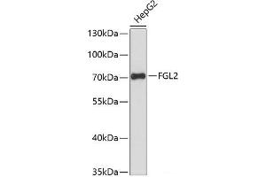 Western blot analysis of extracts of HepG2 cells using FGL2 Polyclonal Antibody at dilution of 1:3000. (FGL2 抗体)