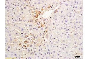Formalin-fixed and paraffin embedded pig liver labeled with Anti-CK18 Polyclonal Antibody, Cy3 Conjugated (ABIN676973) at 1:200 for 60 minutes at 37C. (Cytokeratin 18 抗体  (AA 53-150))