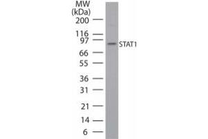 Image no. 1 for anti-Signal Transducer and Activator of Transcription 1, 91kDa (STAT1) (AA 711-730) antibody (ABIN208819)