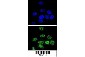 Confocal immunofluorescent analysis of MEF2A Antibody with Hela cell followed by Alexa Fluor 488-conjugated goat anti-rabbit lgG (green). (MEF2A 抗体  (AA 453-479))
