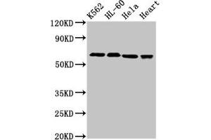 Western Blot Positive WB detected in: K562 whole cell lysate, HL60 whole cell lysate, Hela whole cell lysate, Rat heart tissue All lanes: UBASH3A antibody at 3 μg/mL Secondary Goat polyclonal to rabbit IgG at 1/50000 dilution Predicted band size: 75, 70, 60 kDa Observed band size: 70 kDa (UBASH3A 抗体  (AA 287-455))