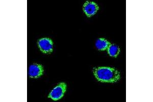 Immunofluorescence (IF) image for anti-Small Nuclear Ribonucleoprotein Polypeptide E (SNRPE) antibody (ABIN3003509) (SNRPE 抗体)