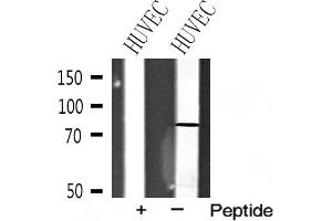Western blot analysis of FSHR expression in HUVEC cell extracts (FSHR 抗体  (Internal Region))