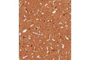 Immunohistochemical analysis of paraffin-embedded Human brain tissue using (ABIN389272 and ABIN2839405) performed on the Leica® BOND RXm. (ENO2/NSE 抗体  (AA 6-32))