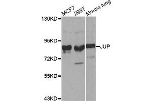Western blot analysis of extracts of various cell lines, using JUP antibody. (JUP 抗体  (AA 1-300))