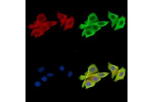 ABIN7096864 and ABIN7100930 staining HepG2 cells by IF/ICC. (NAA25 抗体)