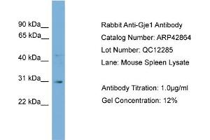WB Suggested Anti-Gje1 Antibody Titration:  0. (GJE1 抗体  (N-Term))