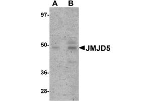 Western Blotting (WB) image for anti-Jumonji Domain Containing 5 (JMJD5) (C-Term) antibody (ABIN1030455) (JMJD5 抗体  (C-Term))