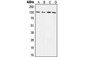 Western blot analysis of CD61 expression in HeLa (A), Raw264. (Integrin beta 3 抗体  (C-Term))